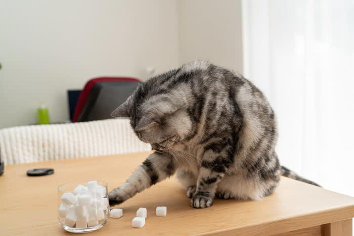 猫の褒め方1.ささやくように褒める, 猫の褒め方2.おやつをあげる, 猫の叱り方1.叱るときは天罰方式で, 猫の叱り方2.短い言葉ですぐに叱る