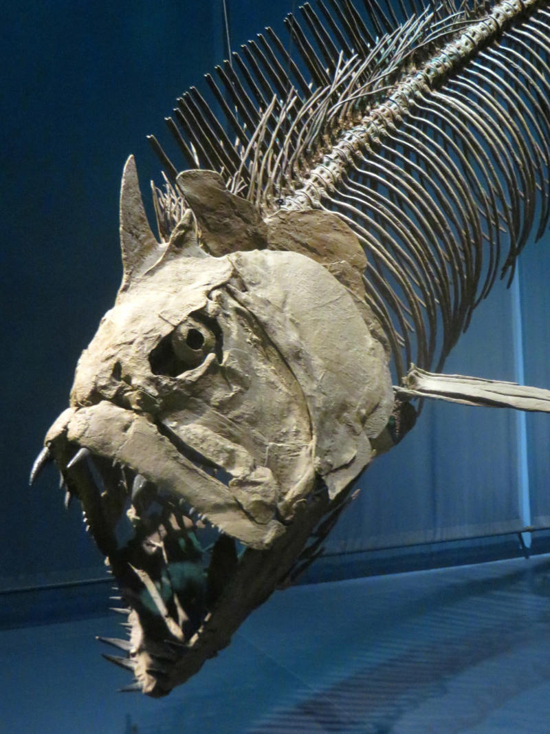 When Giants Ruled the Waves, Leedsichthys: The Gentle Giant That Broke All Records, The Bone-Crushing Predators of the Deep, Ancient Sharks That Make Great Whites Look Small, The Mystery of Size in Ancient Waters, Fossil Evidence and Scientific Discoveries, The Extinction Event That Changed Everything, How Modern Fish Compare to Ancient Giants, The Role of Ocean Chemistry in Giant Growth, Reconstructing Ancient Marine Ecosystems, The Evolutionary Arms Race in Ancient Seas, What These Giants Ate to Reach Such Massive Size, The Geography of Ancient Giant Fish, Modern Technology Reveals Ancient Secrets, The Legacy of Ancient Ocean Giants, Could Giant Fish Return to Modern Oceans?, What We Can Learn from Ancient Ocean Giants
