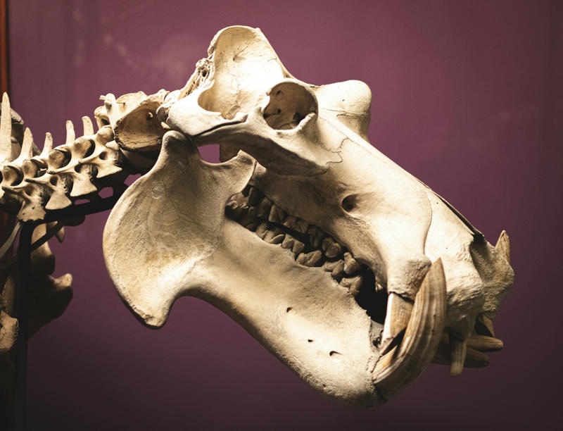 Saber-Toothed Smilodon: The Legendary “Sabertooth Tiger”, Homotherium: The “Scimitar Cat” With Speed and Style, Machairodus: The True Giant Among Saber-Toothed Cats, Megantereon: The “Pocket Sabertooth” With a Vicious Personality, Panthera atrox: The American Lion That Ruled the Ice Age, Dinofelis: The “Terrible Cat” With a Mysterious Past, Amphimachairodus: The Colossus of the Eurasian Plains, Paramachairodus: The Mysterious “First Saber-Tooth”, Barbourofelis: The Cat That Wasn’t Quite a Cat, Pseudaelurus: The “Proto-Cat” That Started It All, Metailurus: The Cat With the “Goldilocks” Fangs, Stenailurus: The Saber-Tooth Cat With a Secret Smile, Lokotunjailurus: The Desert Phantom of Prehistoric Africa, Promegantereon: The Agile Hunter With an Ancient Legacy, Adelphailurus: The Cat With a “Brotherly” Name, Machairodus kabir: The Biggest Saber-Tooth Ever?, Pontosmilus: The Coastal Cat With an Ancient Mystery, Yoshi: The Cat With a Playful Name and Big Fangs, Taowu: The Recent Discovery That Changed Everything, Rhizosmilodon: The Tiny Sabertooth With a Big Attitude, Ischyrosmilus: The “Mighty Saber” of Ancient Eurasia, Paramachaerodus: The Cat With a Fearsome Roar, Epimachairodus: The Saber-Tooth With a Mysterious Past, Thylacosmilus: The Saber-Tooth That Wasn’t Even a Cat, Sivasmilus: The Mysterious Cat From Ancient India