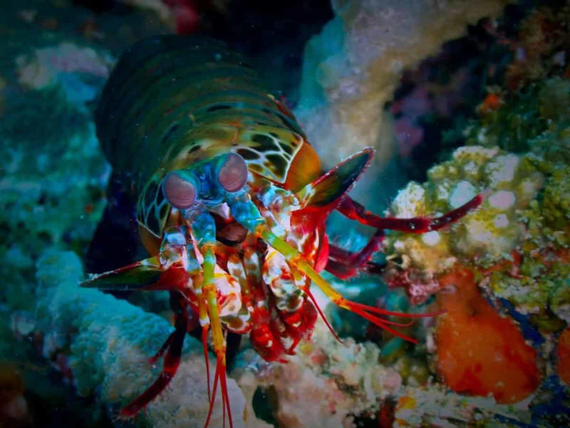 Mantis Shrimp - The Underwater Warrior The Komodo Dragon - The Real Fire-Breathing Monster, Giant Squid - The Kraken's Terrifying Reality, Snow Leopard - The Majestic Griffin's Feline Half, Vampire Bat - The Original Bloodsucker, Octopus - The Shape-Shifting Sea Wizard, Anglerfish - The Deep-Sea Demon, Pangolin - The Dragon's Armored Cousin, Mantis Shrimp - The Underwater Warrior, Gharial - The Ancient River Dragon, Thorny Devil - The Miniature Desert Dragon, Fossa - The Mysterious Forest Phantom, Leafy Sea Dragon - The Ocean's Living Artwork, Axolotl - The Smiling Salamander of Legend, Binturong - The Bear-Cat of Ancient Tales, Shoebill Stork - The Living Dinosaur, Quetzal - The Rainbow Feathered Serpent, Aye-Aye - The Finger-Pointing Forest Ghost, Platypus - The Impossible Creature, Goblin Shark - The Living Fossil, Star-Nosed Mole - The Alien Underground