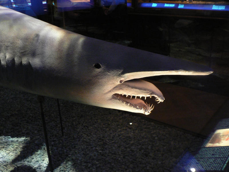 Goblin Shark - The Living Fossil The Komodo Dragon - The Real Fire-Breathing Monster, Giant Squid - The Kraken's Terrifying Reality, Snow Leopard - The Majestic Griffin's Feline Half, Vampire Bat - The Original Bloodsucker, Octopus - The Shape-Shifting Sea Wizard, Anglerfish - The Deep-Sea Demon, Pangolin - The Dragon's Armored Cousin, Mantis Shrimp - The Underwater Warrior, Gharial - The Ancient River Dragon, Thorny Devil - The Miniature Desert Dragon, Fossa - The Mysterious Forest Phantom, Leafy Sea Dragon - The Ocean's Living Artwork, Axolotl - The Smiling Salamander of Legend, Binturong - The Bear-Cat of Ancient Tales, Shoebill Stork - The Living Dinosaur, Quetzal - The Rainbow Feathered Serpent, Aye-Aye - The Finger-Pointing Forest Ghost, Platypus - The Impossible Creature, Goblin Shark - The Living Fossil, Star-Nosed Mole - The Alien Underground