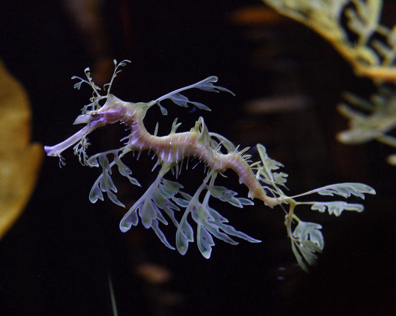 Leafy Sea Dragon - The Ocean's Living Artwork The Komodo Dragon - The Real Fire-Breathing Monster, Giant Squid - The Kraken's Terrifying Reality, Snow Leopard - The Majestic Griffin's Feline Half, Vampire Bat - The Original Bloodsucker, Octopus - The Shape-Shifting Sea Wizard, Anglerfish - The Deep-Sea Demon, Pangolin - The Dragon's Armored Cousin, Mantis Shrimp - The Underwater Warrior, Gharial - The Ancient River Dragon, Thorny Devil - The Miniature Desert Dragon, Fossa - The Mysterious Forest Phantom, Leafy Sea Dragon - The Ocean's Living Artwork, Axolotl - The Smiling Salamander of Legend, Binturong - The Bear-Cat of Ancient Tales, Shoebill Stork - The Living Dinosaur, Quetzal - The Rainbow Feathered Serpent, Aye-Aye - The Finger-Pointing Forest Ghost, Platypus - The Impossible Creature, Goblin Shark - The Living Fossil, Star-Nosed Mole - The Alien Underground