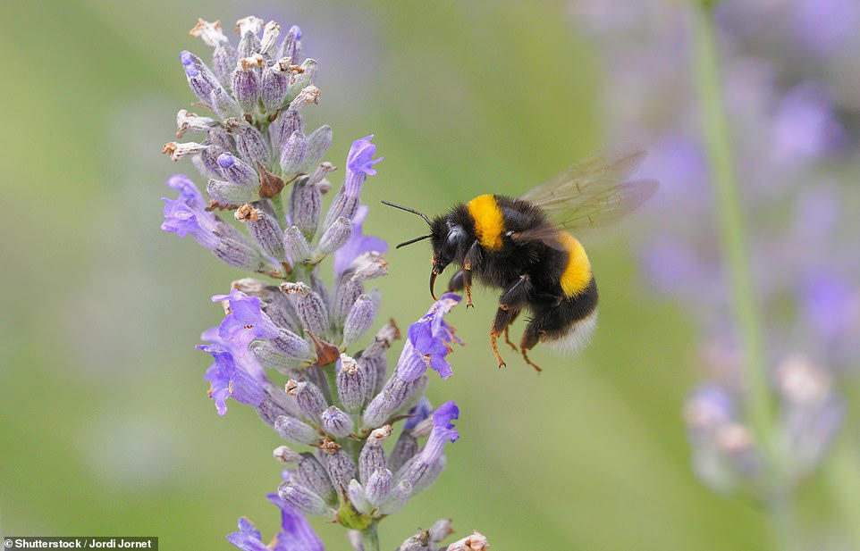 China creates cyborg bees that could be used for secret spy missions