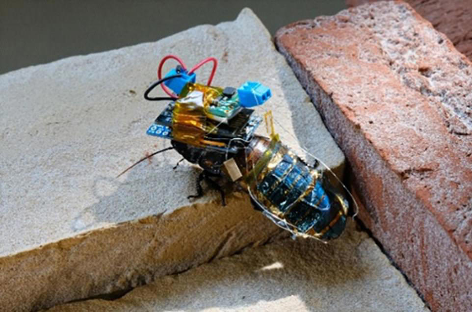 China creates cyborg bees that could be used for secret spy missions