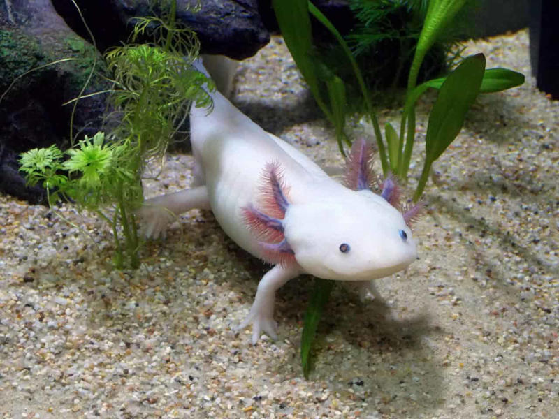 Axolotl - The Smiling Salamander of Legend The Komodo Dragon - The Real Fire-Breathing Monster, Giant Squid - The Kraken's Terrifying Reality, Snow Leopard - The Majestic Griffin's Feline Half, Vampire Bat - The Original Bloodsucker, Octopus - The Shape-Shifting Sea Wizard, Anglerfish - The Deep-Sea Demon, Pangolin - The Dragon's Armored Cousin, Mantis Shrimp - The Underwater Warrior, Gharial - The Ancient River Dragon, Thorny Devil - The Miniature Desert Dragon, Fossa - The Mysterious Forest Phantom, Leafy Sea Dragon - The Ocean's Living Artwork, Axolotl - The Smiling Salamander of Legend, Binturong - The Bear-Cat of Ancient Tales, Shoebill Stork - The Living Dinosaur, Quetzal - The Rainbow Feathered Serpent, Aye-Aye - The Finger-Pointing Forest Ghost, Platypus - The Impossible Creature, Goblin Shark - The Living Fossil, Star-Nosed Mole - The Alien Underground