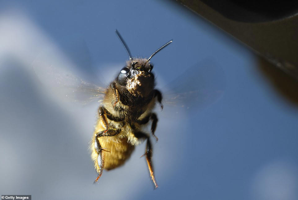 China creates cyborg bees that could be used for secret spy missions