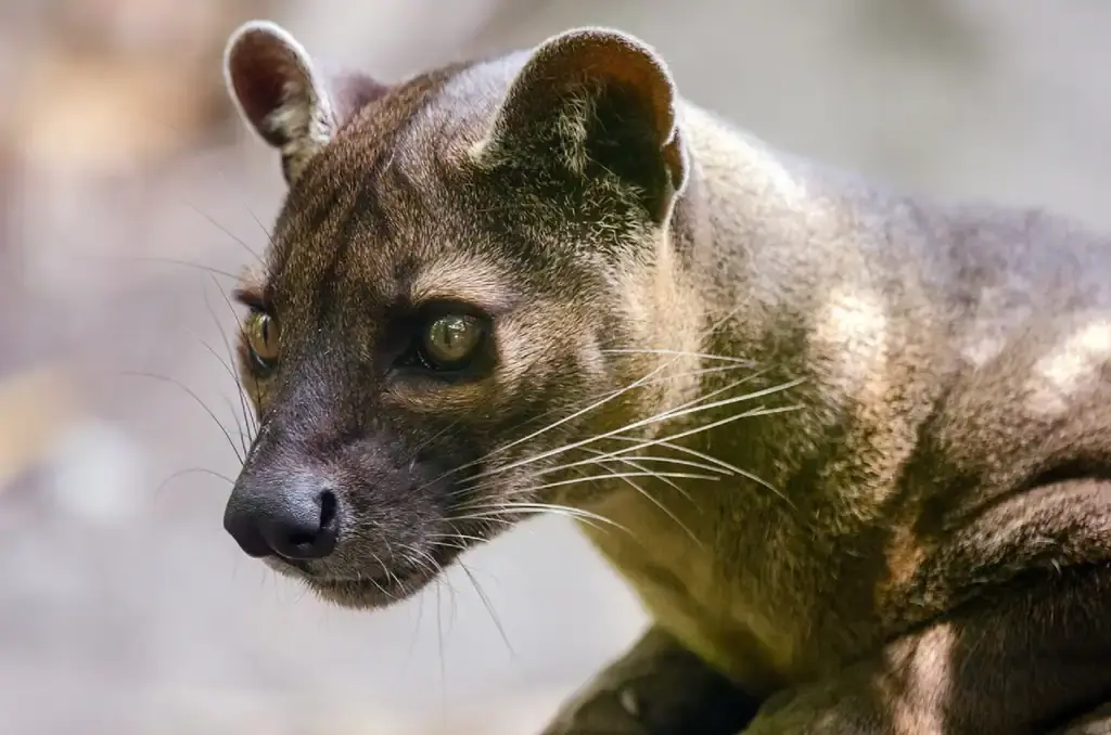 Fossa - The Mysterious Forest Phantom The Komodo Dragon - The Real Fire-Breathing Monster, Giant Squid - The Kraken's Terrifying Reality, Snow Leopard - The Majestic Griffin's Feline Half, Vampire Bat - The Original Bloodsucker, Octopus - The Shape-Shifting Sea Wizard, Anglerfish - The Deep-Sea Demon, Pangolin - The Dragon's Armored Cousin, Mantis Shrimp - The Underwater Warrior, Gharial - The Ancient River Dragon, Thorny Devil - The Miniature Desert Dragon, Fossa - The Mysterious Forest Phantom, Leafy Sea Dragon - The Ocean's Living Artwork, Axolotl - The Smiling Salamander of Legend, Binturong - The Bear-Cat of Ancient Tales, Shoebill Stork - The Living Dinosaur, Quetzal - The Rainbow Feathered Serpent, Aye-Aye - The Finger-Pointing Forest Ghost, Platypus - The Impossible Creature, Goblin Shark - The Living Fossil, Star-Nosed Mole - The Alien Underground