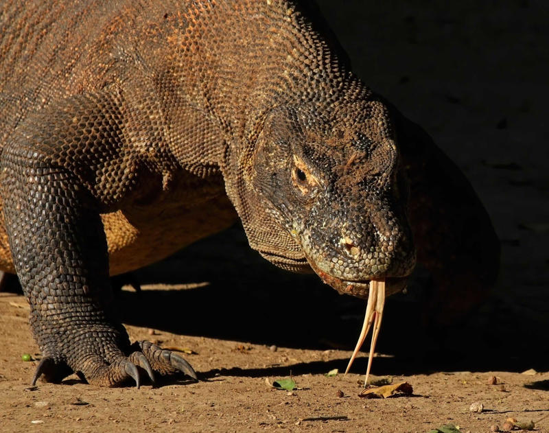 The Komodo Dragon - The Real Fire-Breathing Monster The Komodo Dragon - The Real Fire-Breathing Monster, Giant Squid - The Kraken's Terrifying Reality, Snow Leopard - The Majestic Griffin's Feline Half, Vampire Bat - The Original Bloodsucker, Octopus - The Shape-Shifting Sea Wizard, Anglerfish - The Deep-Sea Demon, Pangolin - The Dragon's Armored Cousin, Mantis Shrimp - The Underwater Warrior, Gharial - The Ancient River Dragon, Thorny Devil - The Miniature Desert Dragon, Fossa - The Mysterious Forest Phantom, Leafy Sea Dragon - The Ocean's Living Artwork, Axolotl - The Smiling Salamander of Legend, Binturong - The Bear-Cat of Ancient Tales, Shoebill Stork - The Living Dinosaur, Quetzal - The Rainbow Feathered Serpent, Aye-Aye - The Finger-Pointing Forest Ghost, Platypus - The Impossible Creature, Goblin Shark - The Living Fossil, Star-Nosed Mole - The Alien Underground