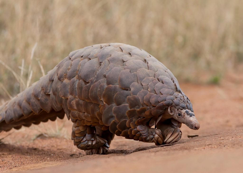 Pangolin - The Dragon's Armored Cousin The Komodo Dragon - The Real Fire-Breathing Monster, Giant Squid - The Kraken's Terrifying Reality, Snow Leopard - The Majestic Griffin's Feline Half, Vampire Bat - The Original Bloodsucker, Octopus - The Shape-Shifting Sea Wizard, Anglerfish - The Deep-Sea Demon, Pangolin - The Dragon's Armored Cousin, Mantis Shrimp - The Underwater Warrior, Gharial - The Ancient River Dragon, Thorny Devil - The Miniature Desert Dragon, Fossa - The Mysterious Forest Phantom, Leafy Sea Dragon - The Ocean's Living Artwork, Axolotl - The Smiling Salamander of Legend, Binturong - The Bear-Cat of Ancient Tales, Shoebill Stork - The Living Dinosaur, Quetzal - The Rainbow Feathered Serpent, Aye-Aye - The Finger-Pointing Forest Ghost, Platypus - The Impossible Creature, Goblin Shark - The Living Fossil, Star-Nosed Mole - The Alien Underground