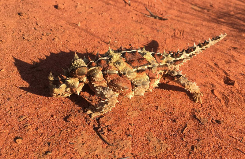 Thorny Devil - The Miniature Desert Dragon The Komodo Dragon - The Real Fire-Breathing Monster, Giant Squid - The Kraken's Terrifying Reality, Snow Leopard - The Majestic Griffin's Feline Half, Vampire Bat - The Original Bloodsucker, Octopus - The Shape-Shifting Sea Wizard, Anglerfish - The Deep-Sea Demon, Pangolin - The Dragon's Armored Cousin, Mantis Shrimp - The Underwater Warrior, Gharial - The Ancient River Dragon, Thorny Devil - The Miniature Desert Dragon, Fossa - The Mysterious Forest Phantom, Leafy Sea Dragon - The Ocean's Living Artwork, Axolotl - The Smiling Salamander of Legend, Binturong - The Bear-Cat of Ancient Tales, Shoebill Stork - The Living Dinosaur, Quetzal - The Rainbow Feathered Serpent, Aye-Aye - The Finger-Pointing Forest Ghost, Platypus - The Impossible Creature, Goblin Shark - The Living Fossil, Star-Nosed Mole - The Alien Underground