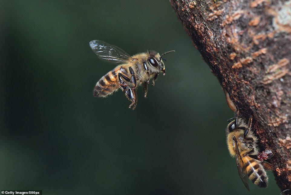 China creates cyborg bees that could be used for secret spy missions