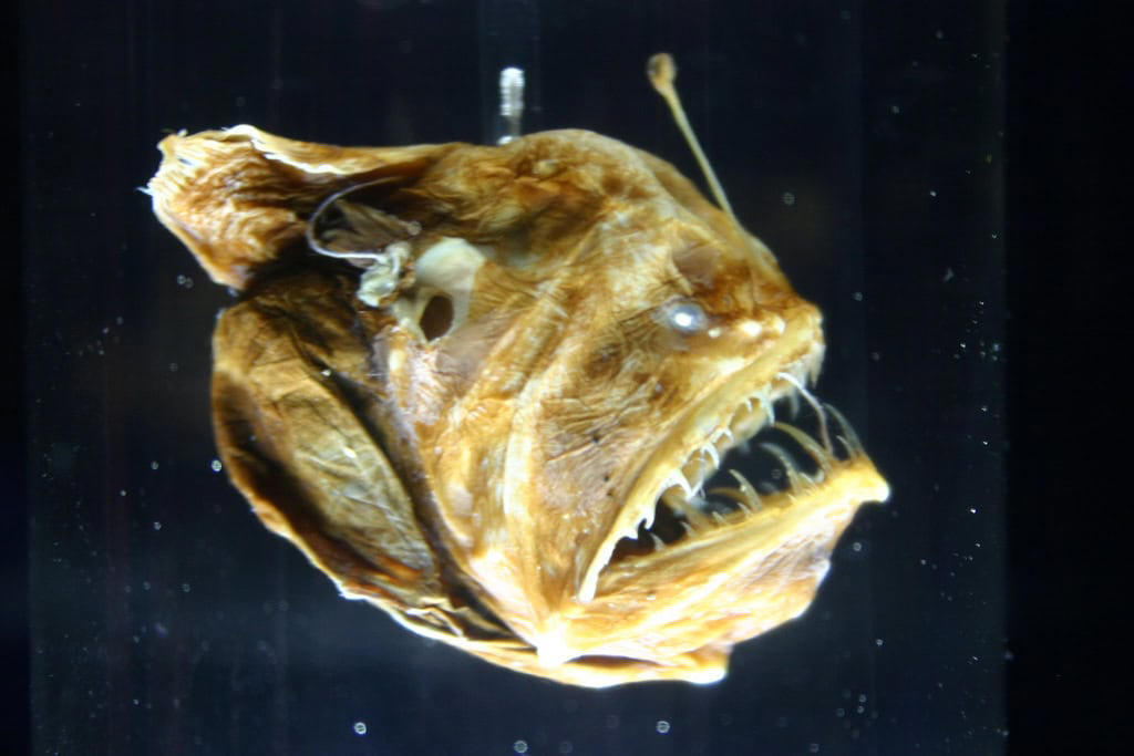 Anglerfish - The Deep-Sea Demon The Komodo Dragon - The Real Fire-Breathing Monster, Giant Squid - The Kraken's Terrifying Reality, Snow Leopard - The Majestic Griffin's Feline Half, Vampire Bat - The Original Bloodsucker, Octopus - The Shape-Shifting Sea Wizard, Anglerfish - The Deep-Sea Demon, Pangolin - The Dragon's Armored Cousin, Mantis Shrimp - The Underwater Warrior, Gharial - The Ancient River Dragon, Thorny Devil - The Miniature Desert Dragon, Fossa - The Mysterious Forest Phantom, Leafy Sea Dragon - The Ocean's Living Artwork, Axolotl - The Smiling Salamander of Legend, Binturong - The Bear-Cat of Ancient Tales, Shoebill Stork - The Living Dinosaur, Quetzal - The Rainbow Feathered Serpent, Aye-Aye - The Finger-Pointing Forest Ghost, Platypus - The Impossible Creature, Goblin Shark - The Living Fossil, Star-Nosed Mole - The Alien Underground
