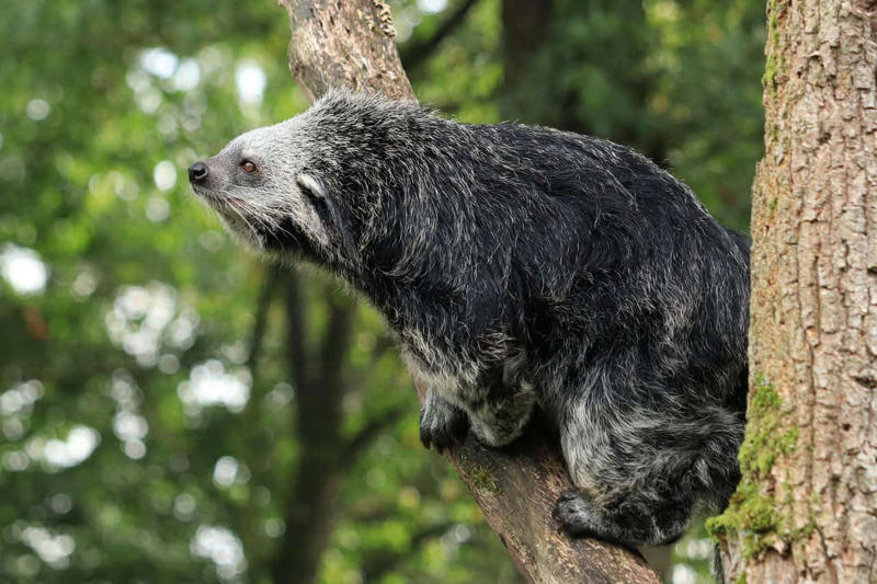 Binturong - The Bear-Cat of Ancient Tales The Komodo Dragon - The Real Fire-Breathing Monster, Giant Squid - The Kraken's Terrifying Reality, Snow Leopard - The Majestic Griffin's Feline Half, Vampire Bat - The Original Bloodsucker, Octopus - The Shape-Shifting Sea Wizard, Anglerfish - The Deep-Sea Demon, Pangolin - The Dragon's Armored Cousin, Mantis Shrimp - The Underwater Warrior, Gharial - The Ancient River Dragon, Thorny Devil - The Miniature Desert Dragon, Fossa - The Mysterious Forest Phantom, Leafy Sea Dragon - The Ocean's Living Artwork, Axolotl - The Smiling Salamander of Legend, Binturong - The Bear-Cat of Ancient Tales, Shoebill Stork - The Living Dinosaur, Quetzal - The Rainbow Feathered Serpent, Aye-Aye - The Finger-Pointing Forest Ghost, Platypus - The Impossible Creature, Goblin Shark - The Living Fossil, Star-Nosed Mole - The Alien Underground