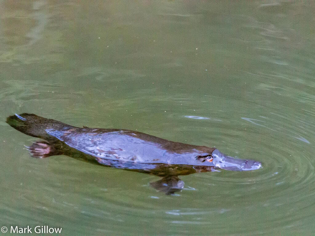 Platypus - The Impossible Creature The Komodo Dragon - The Real Fire-Breathing Monster, Giant Squid - The Kraken's Terrifying Reality, Snow Leopard - The Majestic Griffin's Feline Half, Vampire Bat - The Original Bloodsucker, Octopus - The Shape-Shifting Sea Wizard, Anglerfish - The Deep-Sea Demon, Pangolin - The Dragon's Armored Cousin, Mantis Shrimp - The Underwater Warrior, Gharial - The Ancient River Dragon, Thorny Devil - The Miniature Desert Dragon, Fossa - The Mysterious Forest Phantom, Leafy Sea Dragon - The Ocean's Living Artwork, Axolotl - The Smiling Salamander of Legend, Binturong - The Bear-Cat of Ancient Tales, Shoebill Stork - The Living Dinosaur, Quetzal - The Rainbow Feathered Serpent, Aye-Aye - The Finger-Pointing Forest Ghost, Platypus - The Impossible Creature, Goblin Shark - The Living Fossil, Star-Nosed Mole - The Alien Underground