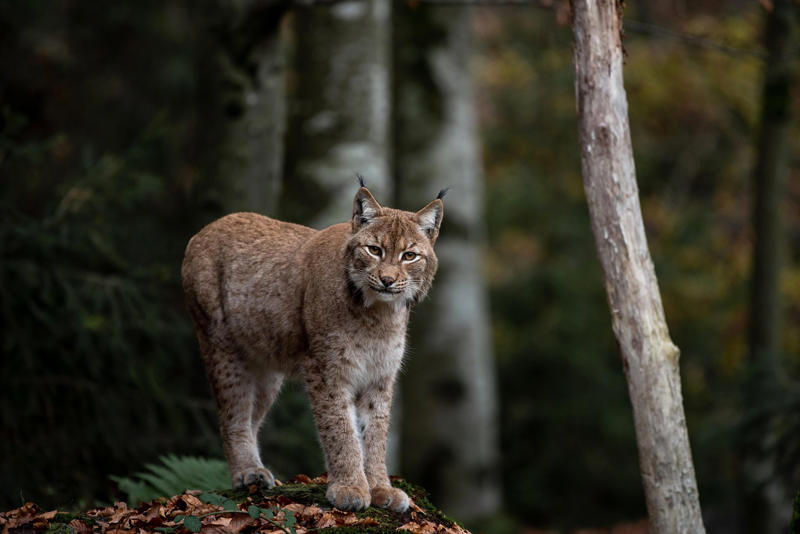 The Iberian Lynx — Europe’s Big Cat Brought Back From the Brink The Ghost Cat That Nearly Vanished, Spotted Perfection in Golden Fur, The Rabbit Connection That Almost Killed Them, Silent Hunters of the Mediterranean, The Breeding Program That Changed Everything, Kittens Learning to Be Wild, The Radio Collar Chronicles, Highway Bridges for Big Cats, The Territorial Battles, Night Vision Superpowers, The Comeback Numbers, Portugal's Proud Return, Climate Change Adaptations, The Genetic Rescue Mission, Tourism's Unexpected Role, The Future of Europe's Wild Cats