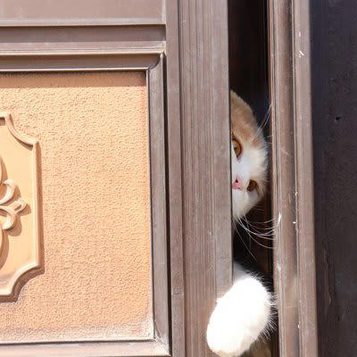 猫の“賢さ”ってどんなもの？人とは違う知能のかたち, 猫の『賢さ』に驚かされる瞬間5選, 1.ドアや引き出しを自力で開ける, 2.ごはんの時間になると自ら呼びに来る, 3.飼い主の感情を読み取って寄り添う, 4.物を使って目的を達成する, 5.「演技」で気を引く行動をする