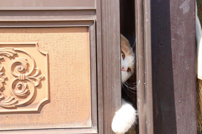 猫の“賢さ”ってどんなもの？人とは違う知能のかたち, 猫の『賢さ』に驚かされる瞬間5選, 1.ドアや引き出しを自力で開ける, 2.ごはんの時間になると自ら呼びに来る, 3.飼い主の感情を読み取って寄り添う, 4.物を使って目的を達成する, 5.「演技」で気を引く行動をする