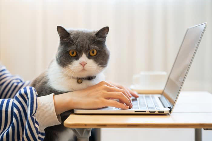 猫の“賢さ”ってどんなもの？人とは違う知能のかたち, 猫の『賢さ』に驚かされる瞬間5選, 1.ドアや引き出しを自力で開ける, 2.ごはんの時間になると自ら呼びに来る, 3.飼い主の感情を読み取って寄り添う, 4.物を使って目的を達成する, 5.「演技」で気を引く行動をする