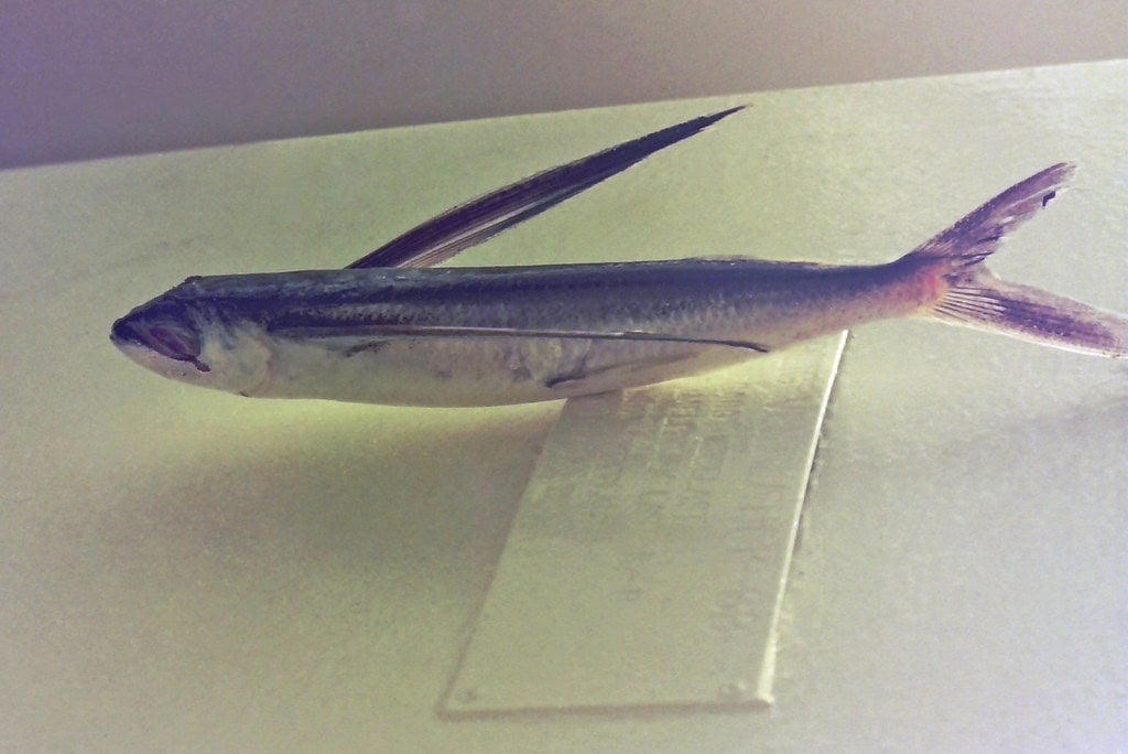 The Science Behind Sustained Gliding The Evolutionary Marvel of Aerial Fish, Anatomy Built for Aerial Adventures, Record-Breaking Glides: Distance and Duration, The Mechanics of Fish Flight, Different Species, Different Flight Styles, The Science Behind Sustained Gliding, Ecological Significance and Predator Evasion, Human Interactions and Cultural Significance, Scientific Research and New Discoveries, Surprising Facts About Flying Fish