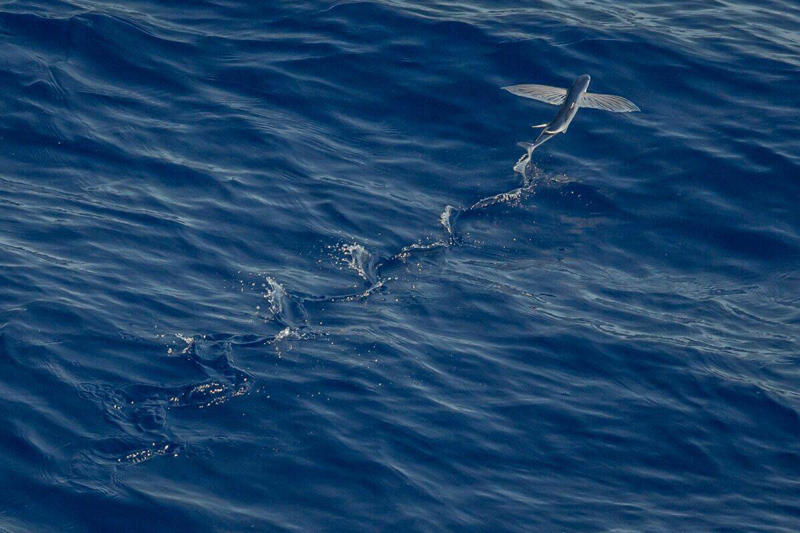 Anatomy Built for Aerial Adventures The Evolutionary Marvel of Aerial Fish, Anatomy Built for Aerial Adventures, Record-Breaking Glides: Distance and Duration, The Mechanics of Fish Flight, Different Species, Different Flight Styles, The Science Behind Sustained Gliding, Ecological Significance and Predator Evasion, Human Interactions and Cultural Significance, Scientific Research and New Discoveries, Surprising Facts About Flying Fish