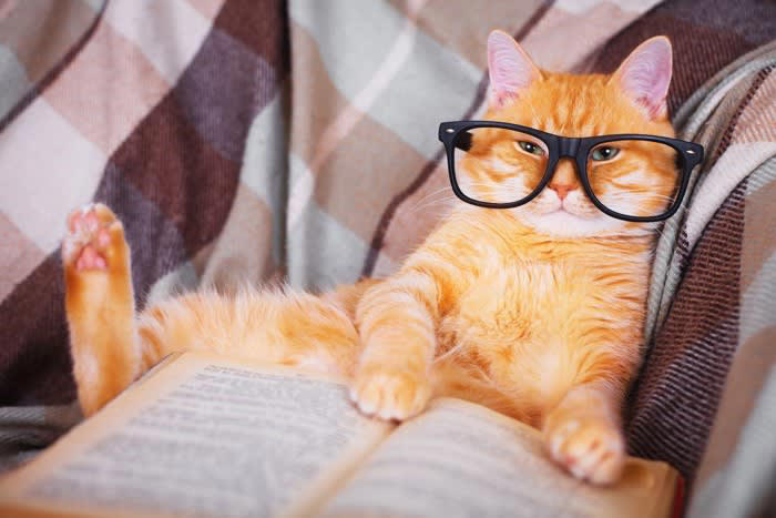 猫の“賢さ”ってどんなもの？人とは違う知能のかたち, 猫の『賢さ』に驚かされる瞬間5選, 1.ドアや引き出しを自力で開ける, 2.ごはんの時間になると自ら呼びに来る, 3.飼い主の感情を読み取って寄り添う, 4.物を使って目的を達成する, 5.「演技」で気を引く行動をする