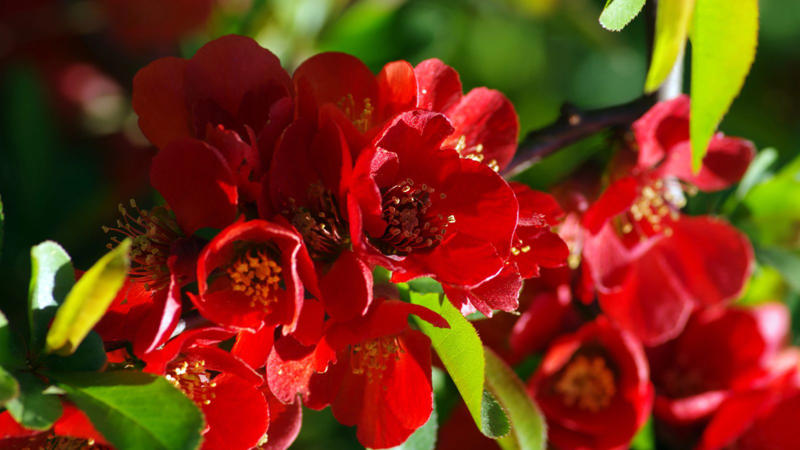 Beautiful Red Flowering Shrubs That Make Your Landscape Pop 1. Azalea Autumn Fire (Rhododendron ‘Autumn Fire'), 2. Red Flowering Quince (Japanese quince), 5. Texas Scarlet Flowering Quince (Chaenomeles), 6. Chilean Fire Bush (Embothrium coccineum), 8. Bloom-A-Thon Red Re-blooming Azalea, 9. Lantana (Lantana camara)