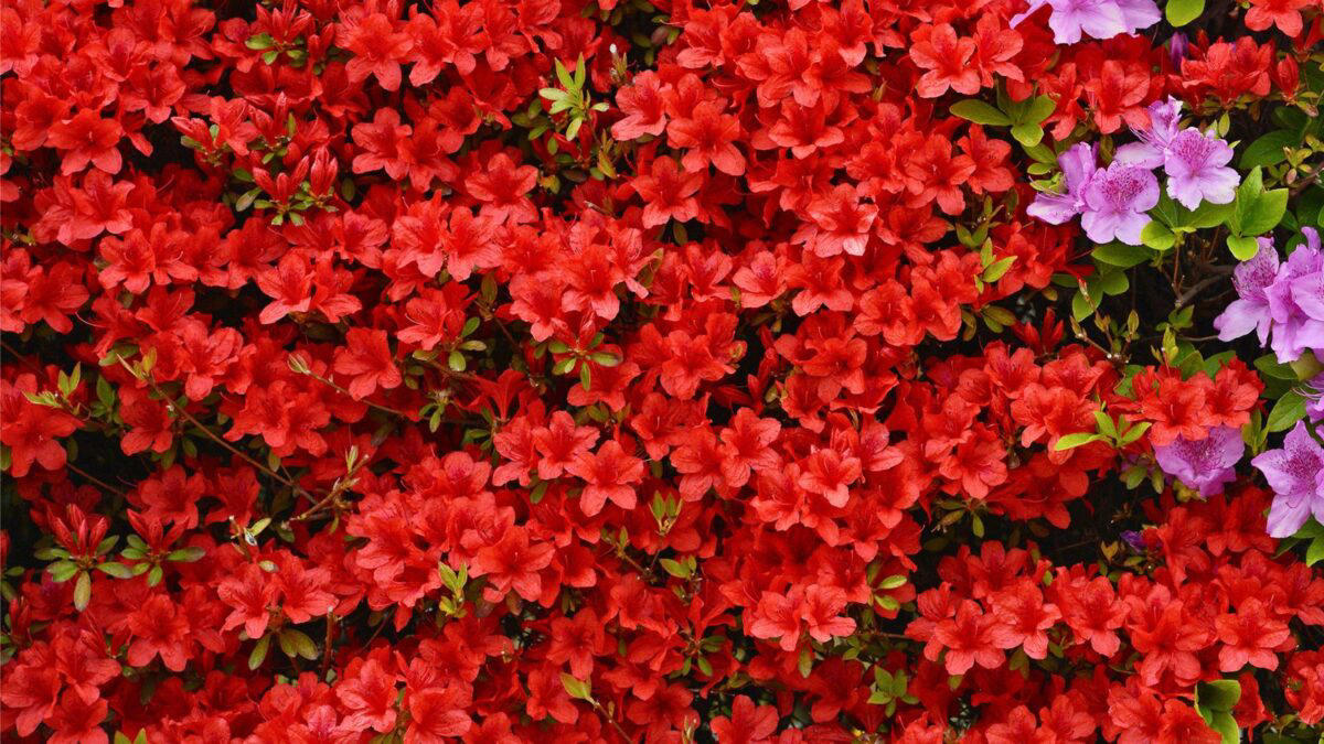 1. Azalea Autumn Fire (Rhododendron ‘Autumn Fire') 1. Azalea Autumn Fire (Rhododendron ‘Autumn Fire'), 2. Red Flowering Quince (Japanese quince), 5. Texas Scarlet Flowering Quince (Chaenomeles), 6. Chilean Fire Bush (Embothrium coccineum), 8. Bloom-A-Thon Red Re-blooming Azalea, 9. Lantana (Lantana camara)
