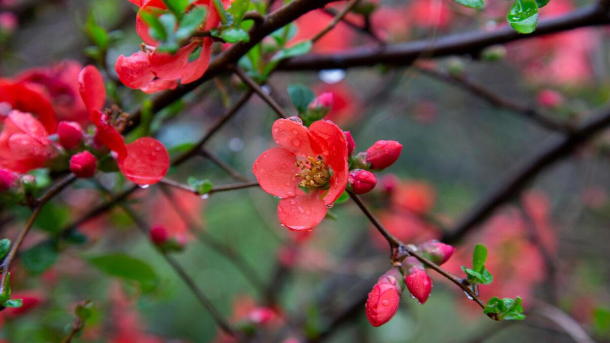 2. Red Flowering Quince (Japanese quince) 1. Azalea Autumn Fire (Rhododendron ‘Autumn Fire'), 2. Red Flowering Quince (Japanese quince), 5. Texas Scarlet Flowering Quince (Chaenomeles), 6. Chilean Fire Bush (Embothrium coccineum), 8. Bloom-A-Thon Red Re-blooming Azalea, 9. Lantana (Lantana camara)