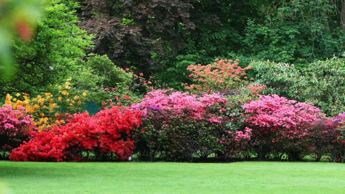 Red Flowering Shrubs Buyer's Guide 1. Azalea Autumn Fire (Rhododendron ‘Autumn Fire'), 2. Red Flowering Quince (Japanese quince), 5. Texas Scarlet Flowering Quince (Chaenomeles), 6. Chilean Fire Bush (Embothrium coccineum), 8. Bloom-A-Thon Red Re-blooming Azalea, 9. Lantana (Lantana camara)