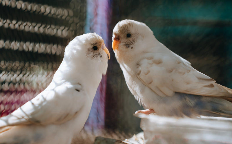 5 Exotic Pets That Are Easier to Care for Than You’d Think 1. Sugar Gliders: The Pocket-Sized Acrobat, 2. Leopard Geckos: The Gentle Reptile with a Smile, 3. Axolotls: The Smiling Water Dragon, 4. African Pygmy Hedgehogs: The Tiny, Tame Adventurer, 5. Fancy Rats: The Clever, Cuddly Companions, 6. Sugar Gliders: Gliding Into Your Heart—Literally, 7. Leopard Geckos: No-Sweat Habitat, All the Fun, 8. Axolotls: The Ultimate Conversation Starter, 9. African Pygmy Hedgehogs: Prickly but Sweet, 10. Fancy Rats: Masters of Hide-and-Seek, 11. Sugar Gliders: Night Owls with Big Personalities, 12. Leopard Geckos: The Pet That Likes to Be Handled, 13. Axolotls: No Barking, No Meowing—Just Peaceful Bliss, 14. African Pygmy Hedgehogs: Perfect for Small Spaces, 15. Fancy Rats: The Social Butterflies of the Rodent World, 16. Sugar Gliders: Diets as Fun as They Are, 17. Leopard Geckos: Effortless Clean-Up, 18. Axolotls: Watch Them Grow—Literally, 19. African Pygmy Hedgehogs: The Quirky Sleepyhead, 20. Fancy Rats: Low-Cost, High-Fun, 21. Sugar Gliders: Mini Marsupials with Big Hearts, 22. Leopard Geckos: The Quiet Companions, 23. Axolotls: Great for Budding Scientists, 24. African Pygmy Hedgehogs: Gentle on Allergies, 25. Fancy Rats: Quick Learners, Loyal Friends