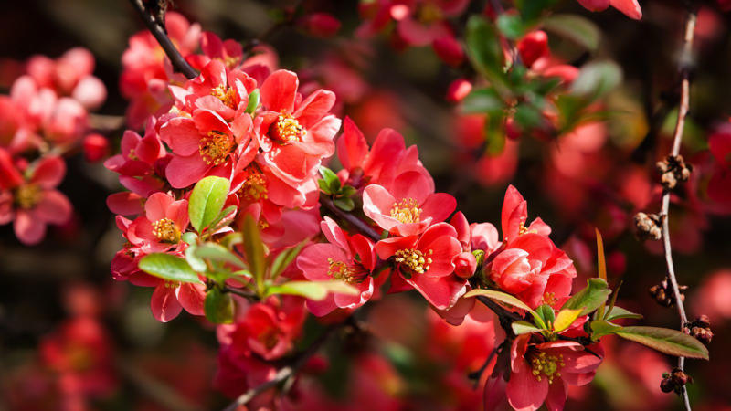 5. Texas Scarlet Flowering Quince (Chaenomeles) 1. Azalea Autumn Fire (Rhododendron ‘Autumn Fire'), 2. Red Flowering Quince (Japanese quince), 5. Texas Scarlet Flowering Quince (Chaenomeles), 6. Chilean Fire Bush (Embothrium coccineum), 8. Bloom-A-Thon Red Re-blooming Azalea, 9. Lantana (Lantana camara)