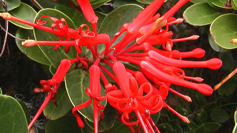 6. Chilean Fire Bush (Embothrium coccineum) 1. Azalea Autumn Fire (Rhododendron ‘Autumn Fire'), 2. Red Flowering Quince (Japanese quince), 5. Texas Scarlet Flowering Quince (Chaenomeles), 6. Chilean Fire Bush (Embothrium coccineum), 8. Bloom-A-Thon Red Re-blooming Azalea, 9. Lantana (Lantana camara)