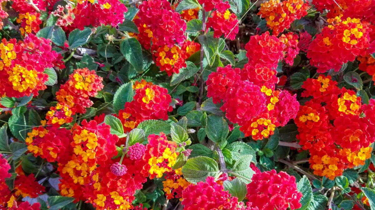 9. Lantana (Lantana camara) 1. Azalea Autumn Fire (Rhododendron ‘Autumn Fire'), 2. Red Flowering Quince (Japanese quince), 5. Texas Scarlet Flowering Quince (Chaenomeles), 6. Chilean Fire Bush (Embothrium coccineum), 8. Bloom-A-Thon Red Re-blooming Azalea, 9. Lantana (Lantana camara)