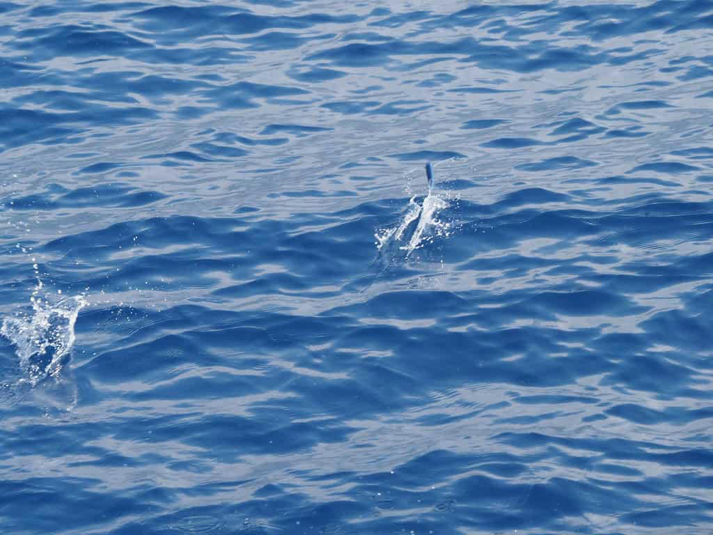 Human Interactions and Cultural Significance The Evolutionary Marvel of Aerial Fish, Anatomy Built for Aerial Adventures, Record-Breaking Glides: Distance and Duration, The Mechanics of Fish Flight, Different Species, Different Flight Styles, The Science Behind Sustained Gliding, Ecological Significance and Predator Evasion, Human Interactions and Cultural Significance, Scientific Research and New Discoveries, Surprising Facts About Flying Fish