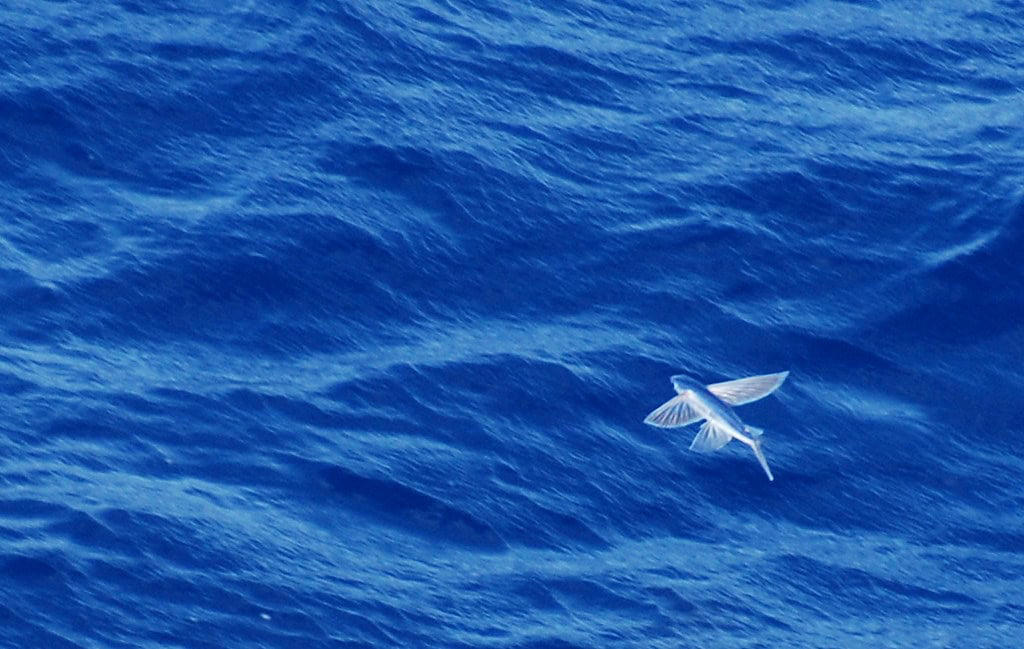 Conclusion: Nature's Extraordinary Aviators The Evolutionary Marvel of Aerial Fish, Anatomy Built for Aerial Adventures, Record-Breaking Glides: Distance and Duration, The Mechanics of Fish Flight, Different Species, Different Flight Styles, The Science Behind Sustained Gliding, Ecological Significance and Predator Evasion, Human Interactions and Cultural Significance, Scientific Research and New Discoveries, Surprising Facts About Flying Fish