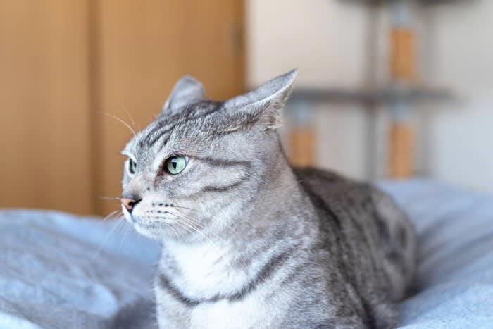 猫の「機嫌が悪い」ときに見せる行動5選, 1.耳でわかる「イライラ」サイン, 2.しっぽでわかる「イライラ」サイン, 3.表情や目でわかる「イライラ」サイン, 4.鳴き声・呼吸でわかる「イライラ」サイン, 5.その他の行動からわかる「イライラ」サイン, 猫の「機嫌が悪い」ときのNG行動と対策法