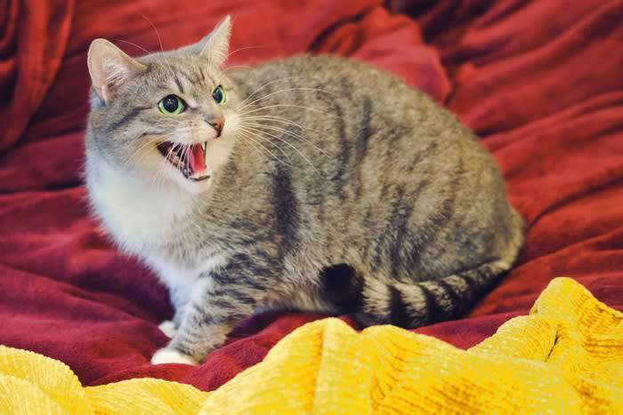 猫の「機嫌が悪い」ときに見せる行動5選, 1.耳でわかる「イライラ」サイン, 2.しっぽでわかる「イライラ」サイン, 3.表情や目でわかる「イライラ」サイン, 4.鳴き声・呼吸でわかる「イライラ」サイン, 5.その他の行動からわかる「イライラ」サイン, 猫の「機嫌が悪い」ときのNG行動と対策法