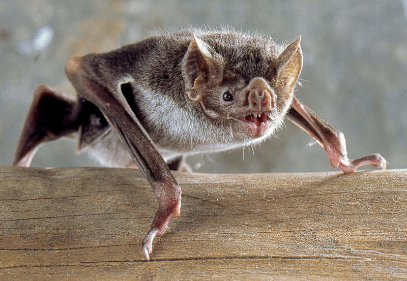 Why Vampire Bats Share Blood Meals With Unfed Friends The Komodo Dragon - The Real Fire-Breathing Monster, Giant Squid - The Kraken's Terrifying Reality, Snow Leopard - The Majestic Griffin's Feline Half, Vampire Bat - The Original Bloodsucker, Octopus - The Shape-Shifting Sea Wizard, Anglerfish - The Deep-Sea Demon, Pangolin - The Dragon's Armored Cousin, Mantis Shrimp - The Underwater Warrior, Gharial - The Ancient River Dragon, Thorny Devil - The Miniature Desert Dragon, Fossa - The Mysterious Forest Phantom, Leafy Sea Dragon - The Ocean's Living Artwork, Axolotl - The Smiling Salamander of Legend, Binturong - The Bear-Cat of Ancient Tales, Shoebill Stork - The Living Dinosaur, Quetzal - The Rainbow Feathered Serpent, Aye-Aye - The Finger-Pointing Forest Ghost, Platypus - The Impossible Creature, Goblin Shark - The Living Fossil, Star-Nosed Mole - The Alien Underground
