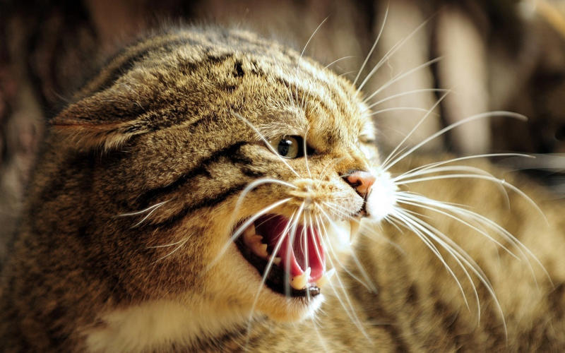 These 9 Extinct Cats Had Features That Don’t Exist Today Saber-Toothed Tigers Had Canine Teeth Longer Than Kitchen Knives, American Lions Were 25% Larger Than Today's African Lions, Cave Lions Had Manes That Barely Existed, Giant Cheetahs Could Probably Crush Bones Like Hyenas, Scimitar Cats Had Curved Teeth That Never Stopped Growing, Marsupial Lions Had Retractable Claws on Their Thumbs, Dinictis Had Proportionally Longer Legs Than Any Living Cat, Xenosmilus Had Teeth That Could Shear Through Bone, Machairodus Had Skulls Built Like Battering Rams
