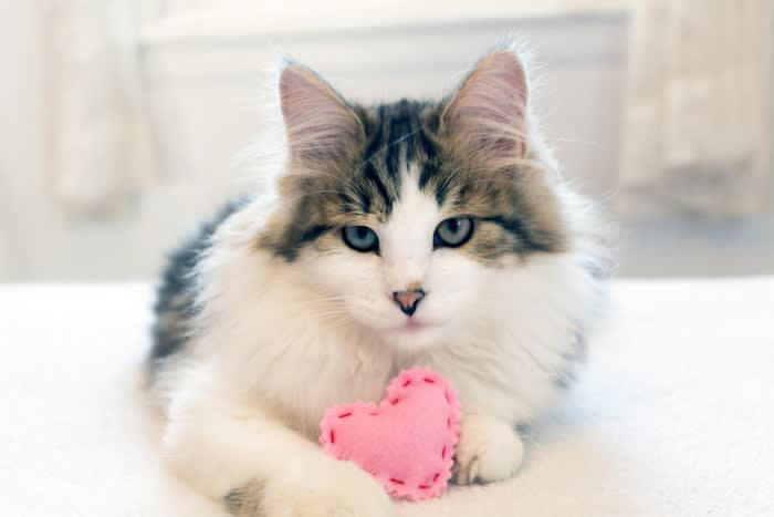 1. 雅な響きを持つ名前から選ぶ, 2. 四季や自然の風物詩にちなんだ名前をつける, 3. 歴史上の人物や文学作品から名前をつける, 4. 字画や縁起を意識した運気アップネーミング