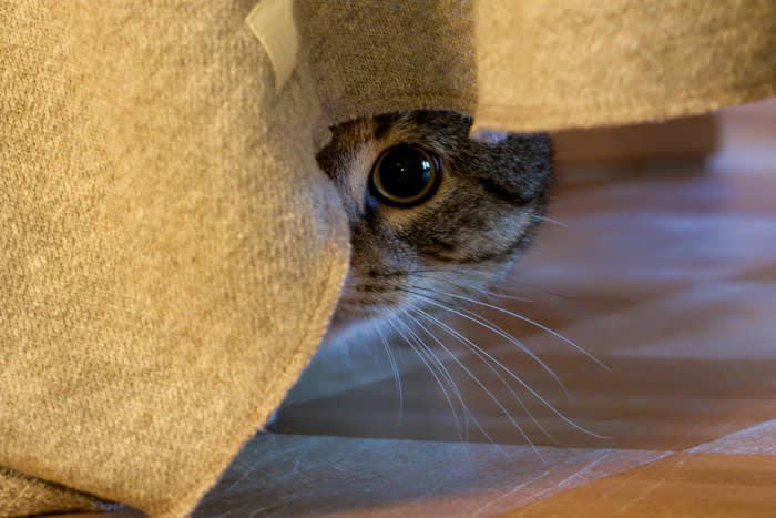猫にも「悲しい気持ち」ってあるの？, 猫が「悲しい気持ち」になる7つの理由, 1.構ってもらえないとき, 2.お気に入りの場所が奪われたとき, 3.突然の来客や騒音, 4.仲良しの猫や人との別れ, 5.体調が悪くても気づいてもらえないとき, 6.怒られたり、大きな声を出されたとき, 7.無理に構われる・抱っこされるとき, 猫を元気づけるために、飼い主ができること, 実践したい心がけの一例