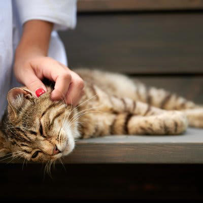 猫にも「悲しい気持ち」ってあるの？, 猫が「悲しい気持ち」になる7つの理由, 1.構ってもらえないとき, 2.お気に入りの場所が奪われたとき, 3.突然の来客や騒音, 4.仲良しの猫や人との別れ, 5.体調が悪くても気づいてもらえないとき, 6.怒られたり、大きな声を出されたとき, 7.無理に構われる・抱っこされるとき, 猫を元気づけるために、飼い主ができること, 実践したい心がけの一例