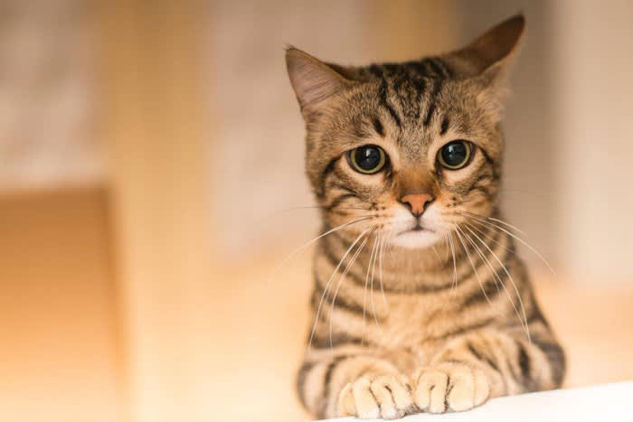 猫にも「悲しい気持ち」ってあるの？, 猫が「悲しい気持ち」になる7つの理由, 1.構ってもらえないとき, 2.お気に入りの場所が奪われたとき, 3.突然の来客や騒音, 4.仲良しの猫や人との別れ, 5.体調が悪くても気づいてもらえないとき, 6.怒られたり、大きな声を出されたとき, 7.無理に構われる・抱っこされるとき, 猫を元気づけるために、飼い主ができること, 実践したい心がけの一例