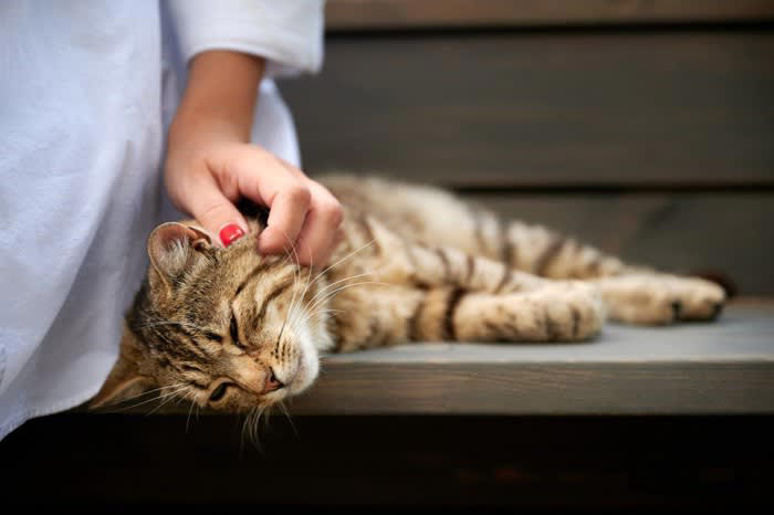 猫にも「悲しい気持ち」ってあるの？, 猫が「悲しい気持ち」になる7つの理由, 1.構ってもらえないとき, 2.お気に入りの場所が奪われたとき, 3.突然の来客や騒音, 4.仲良しの猫や人との別れ, 5.体調が悪くても気づいてもらえないとき, 6.怒られたり、大きな声を出されたとき, 7.無理に構われる・抱っこされるとき, 猫を元気づけるために、飼い主ができること, 実践したい心がけの一例