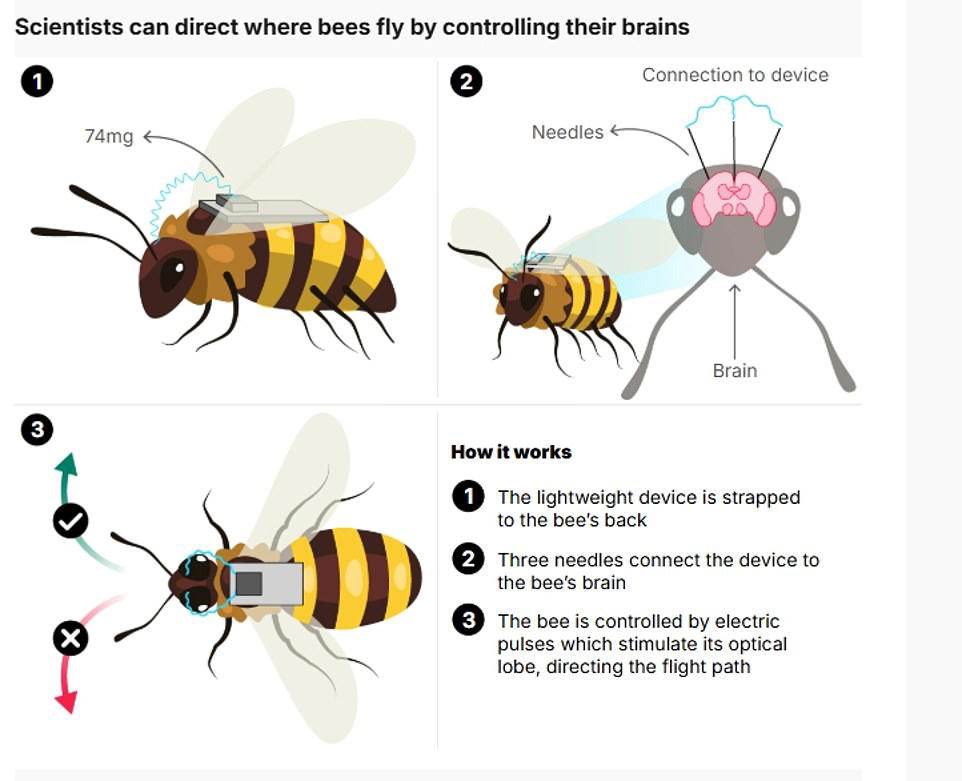 China creates cyborg bees that could be used for secret spy missions