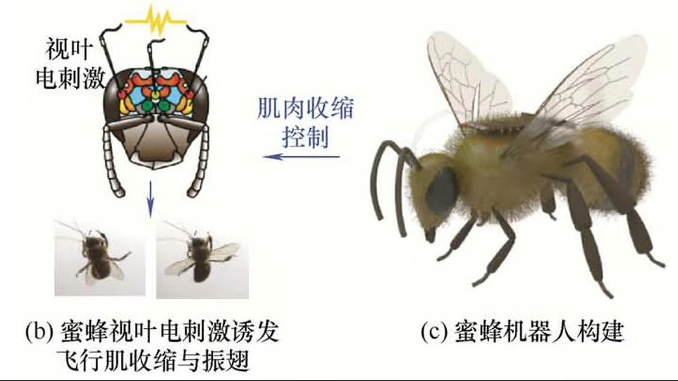China creates cyborg bees that could be used for secret spy missions