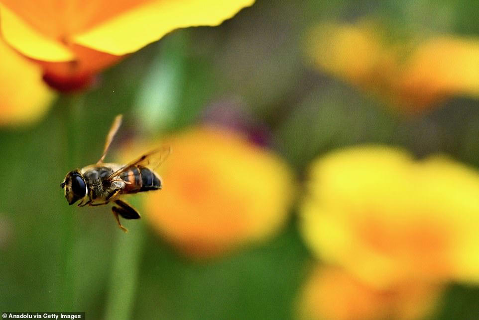 China creates cyborg bees that could be used for secret spy missions