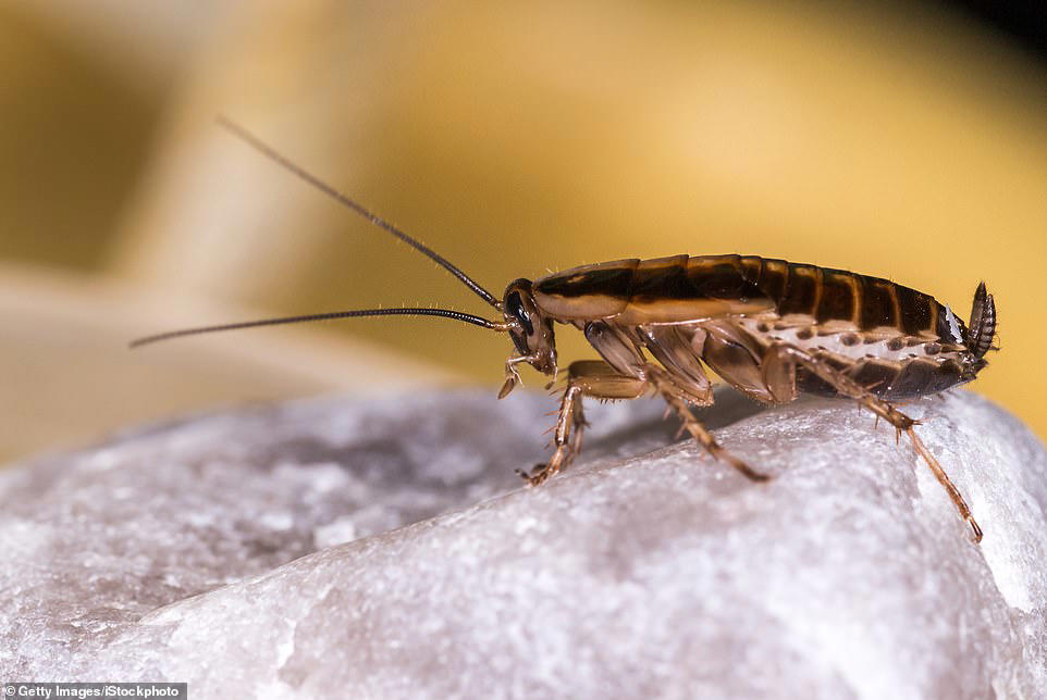 China creates cyborg bees that could be used for secret spy missions
