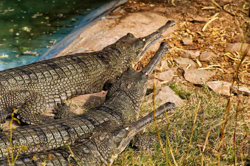 Gharial - The Ancient River Dragon The Komodo Dragon - The Real Fire-Breathing Monster, Giant Squid - The Kraken's Terrifying Reality, Snow Leopard - The Majestic Griffin's Feline Half, Vampire Bat - The Original Bloodsucker, Octopus - The Shape-Shifting Sea Wizard, Anglerfish - The Deep-Sea Demon, Pangolin - The Dragon's Armored Cousin, Mantis Shrimp - The Underwater Warrior, Gharial - The Ancient River Dragon, Thorny Devil - The Miniature Desert Dragon, Fossa - The Mysterious Forest Phantom, Leafy Sea Dragon - The Ocean's Living Artwork, Axolotl - The Smiling Salamander of Legend, Binturong - The Bear-Cat of Ancient Tales, Shoebill Stork - The Living Dinosaur, Quetzal - The Rainbow Feathered Serpent, Aye-Aye - The Finger-Pointing Forest Ghost, Platypus - The Impossible Creature, Goblin Shark - The Living Fossil, Star-Nosed Mole - The Alien Underground