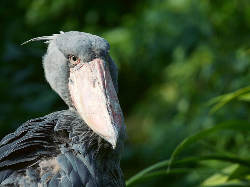 Shoebill Stork - The Living Dinosaur The Komodo Dragon - The Real Fire-Breathing Monster, Giant Squid - The Kraken's Terrifying Reality, Snow Leopard - The Majestic Griffin's Feline Half, Vampire Bat - The Original Bloodsucker, Octopus - The Shape-Shifting Sea Wizard, Anglerfish - The Deep-Sea Demon, Pangolin - The Dragon's Armored Cousin, Mantis Shrimp - The Underwater Warrior, Gharial - The Ancient River Dragon, Thorny Devil - The Miniature Desert Dragon, Fossa - The Mysterious Forest Phantom, Leafy Sea Dragon - The Ocean's Living Artwork, Axolotl - The Smiling Salamander of Legend, Binturong - The Bear-Cat of Ancient Tales, Shoebill Stork - The Living Dinosaur, Quetzal - The Rainbow Feathered Serpent, Aye-Aye - The Finger-Pointing Forest Ghost, Platypus - The Impossible Creature, Goblin Shark - The Living Fossil, Star-Nosed Mole - The Alien Underground